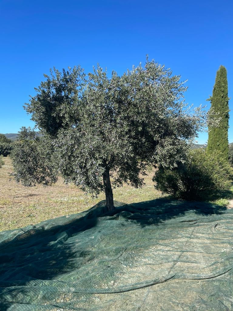 Huile d'Olive de Lourmarin