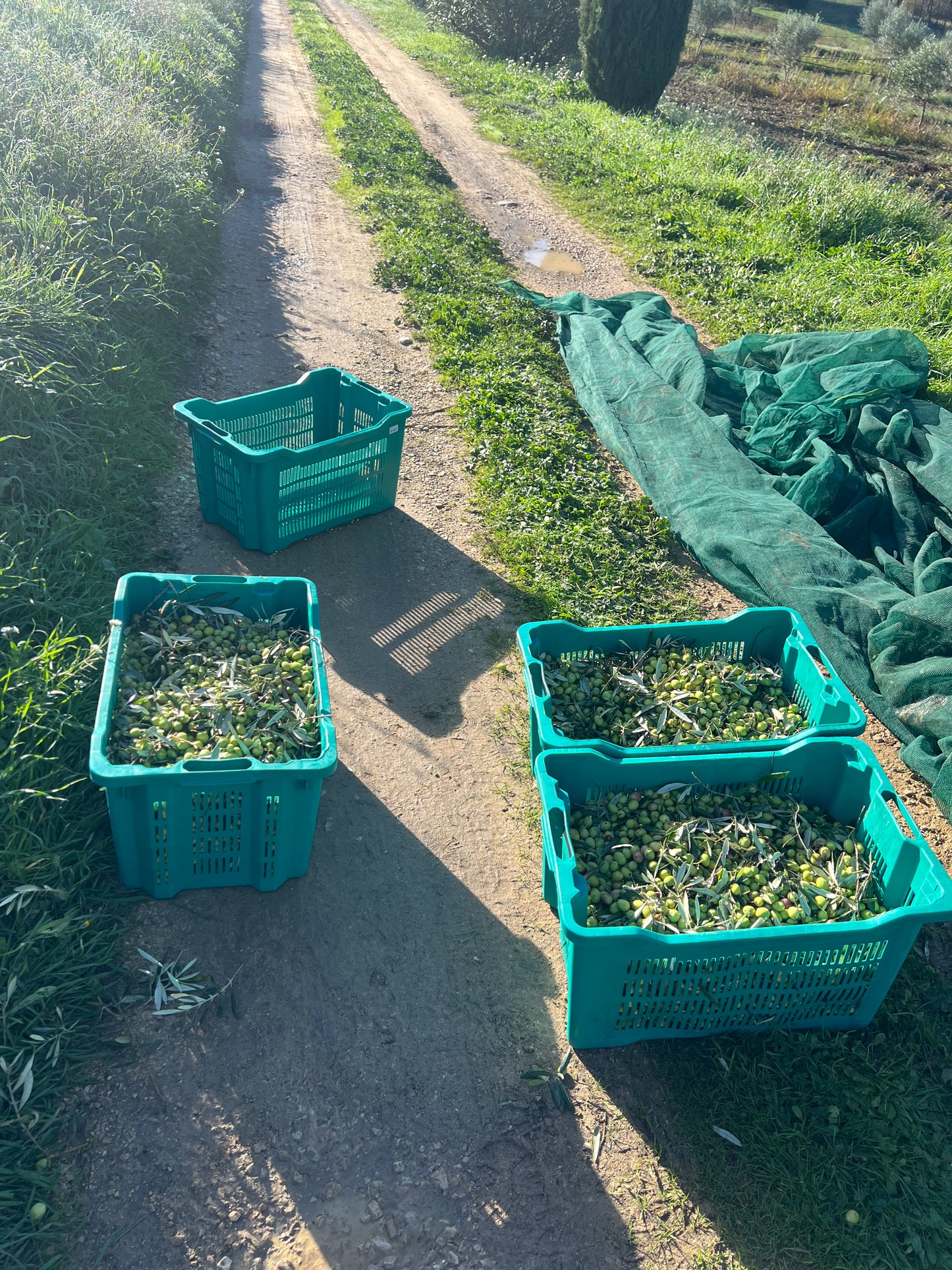 Huile d'Olive de Lourmarin